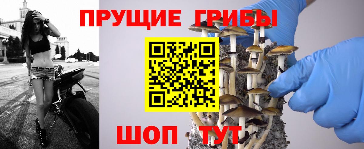 Псилоцибиновые грибы Cubensis  Вход с VPN  Кинешма  Псилоцибиновые грибы прущие грибы 